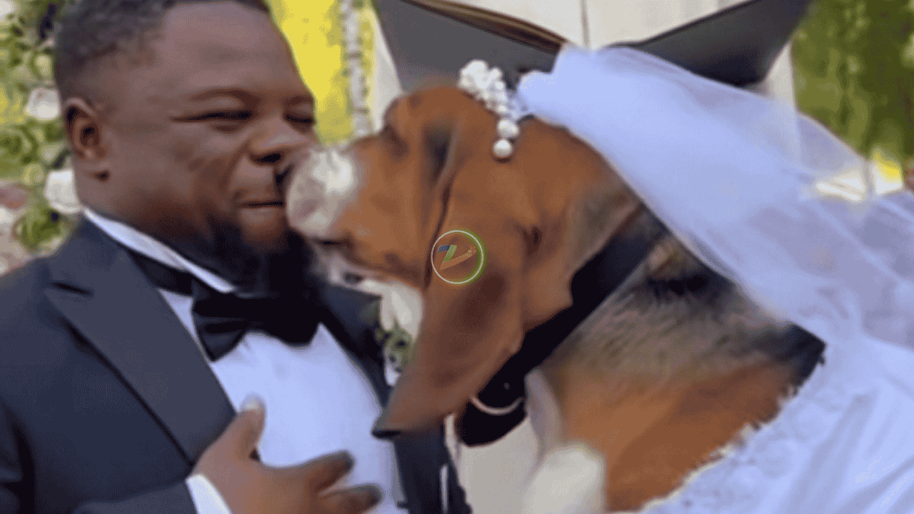 Apakah Benar Pria Menikah dengan Anjing? Begini Fakta Sebenarnya!